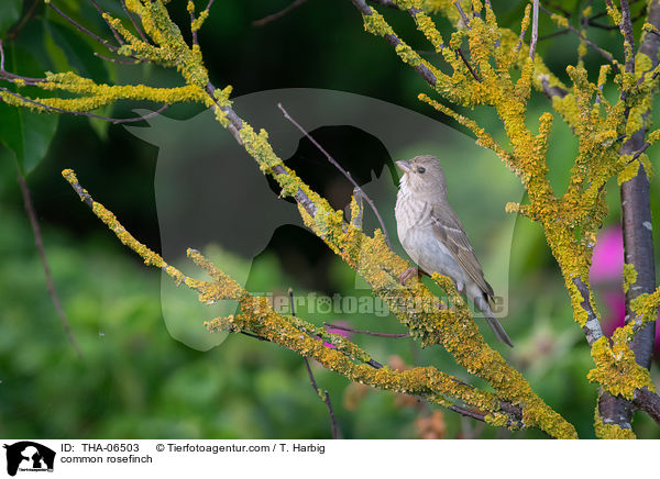 Karmingimpel / common rosefinch / THA-06503