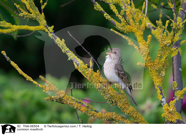 common rosefinch / THA-06504