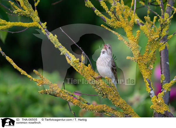 Karmingimpel / common rosefinch / THA-06505