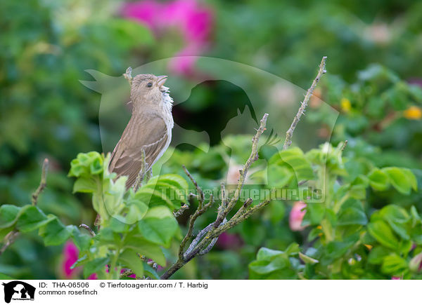 common rosefinch / THA-06506