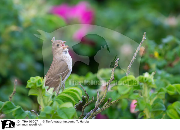 Karmingimpel / common rosefinch / THA-06507