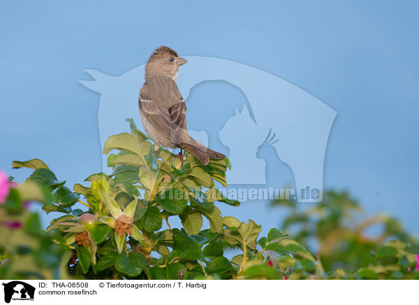 common rosefinch / THA-06508