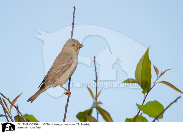 common rosefinch / THA-06509