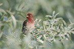 common rosefinch