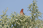 common rosefinch