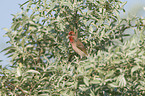 common rosefinch