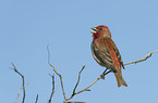 common rosefinch