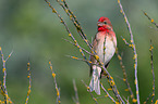 common rosefinch