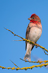 common rosefinch