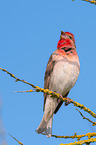 common rosefinch