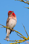 common rosefinch