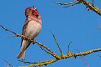 common rosefinch