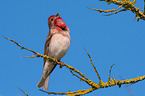 common rosefinch