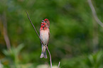 common rosefinch