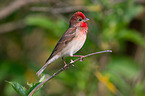 common rosefinch