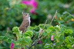 common rosefinch
