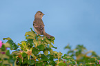 common rosefinch