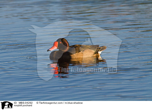 rosybill pochard / MBS-04292