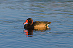 rosybill pochard