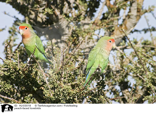 peach-faced lovebirds / HJ-03018