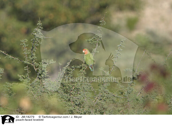 peach-faced lovebird / JM-18279