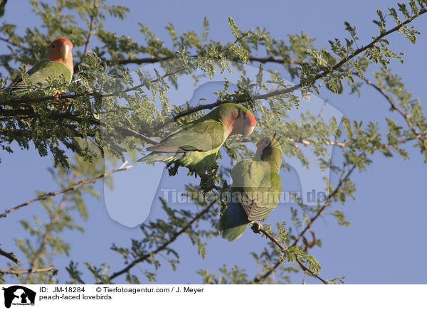 Rosenkpfchen / peach-faced lovebirds / JM-18284