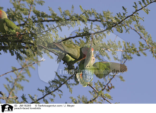 peach-faced lovebirds / JM-18285