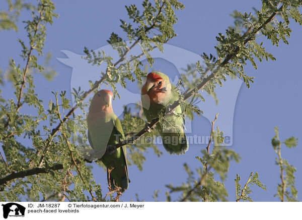 Rosenkpfchen / peach-faced lovebirds / JM-18287