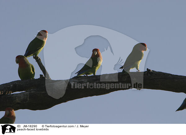 Rosenkpfchen / peach-faced lovebirds / JM-18290