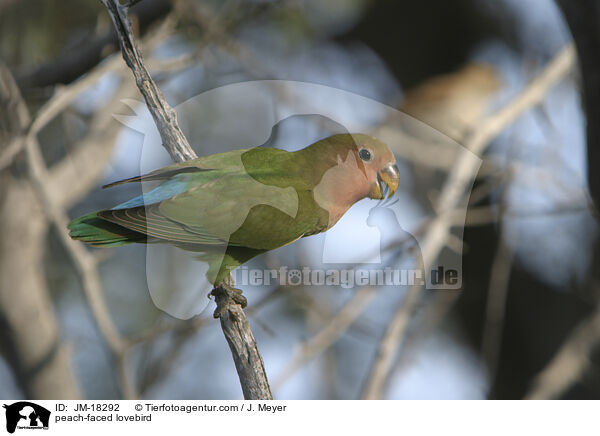 Rosenkpfchen / peach-faced lovebird / JM-18292