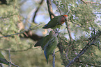 peach-faced lovebirds