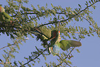 peach-faced lovebirds