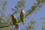 peach-faced lovebirds