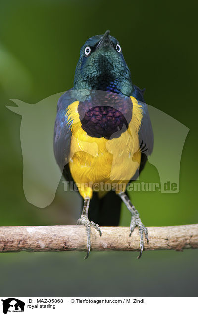 Knigsglanzstar / royal starling / MAZ-05868