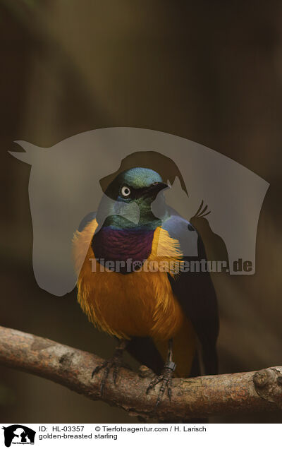 golden-breasted starling / HL-03357