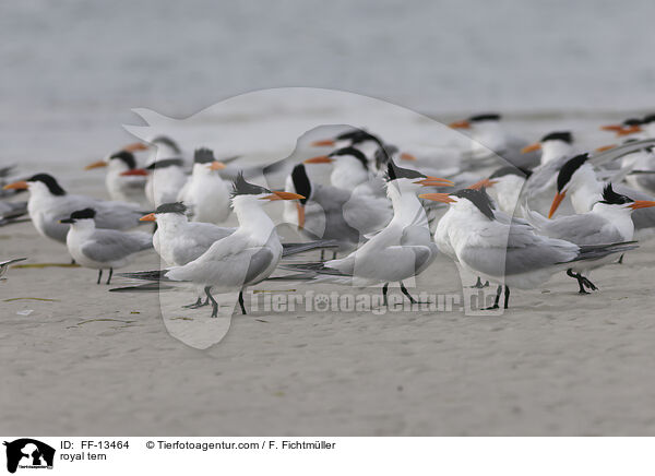 Knigsseeschwalbe / royal tern / FF-13464