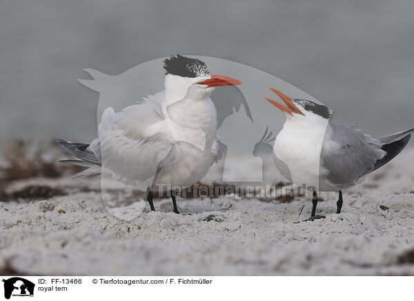 royal tern / FF-13466