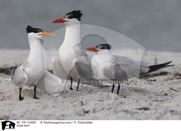 Knigsseeschwalbe / royal tern / FF-13469