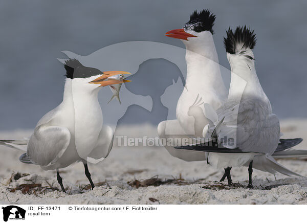 royal tern / FF-13471