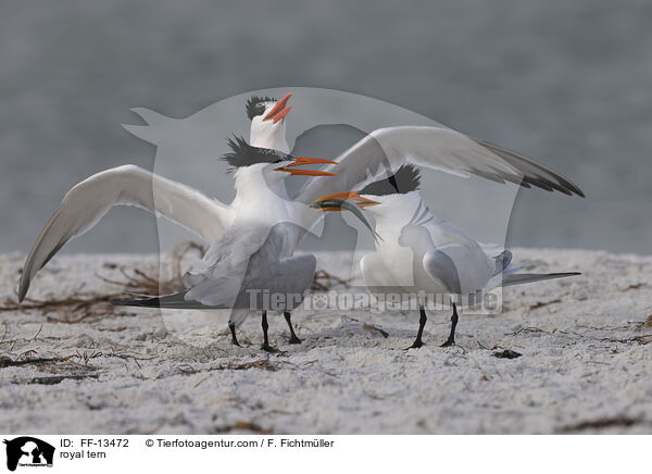 Knigsseeschwalbe / royal tern / FF-13472