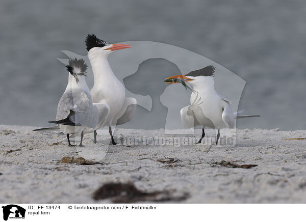 Knigsseeschwalbe / royal tern / FF-13474