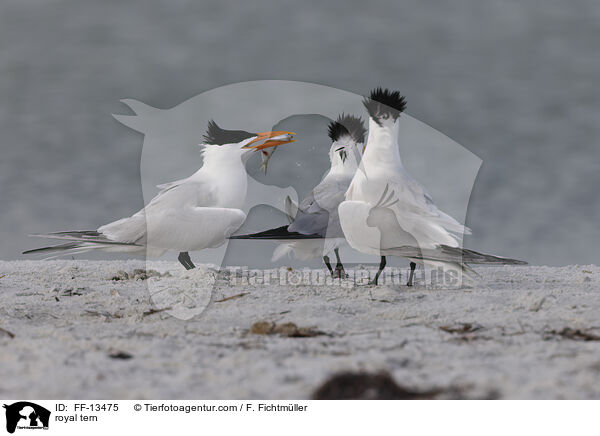 Knigsseeschwalbe / royal tern / FF-13475