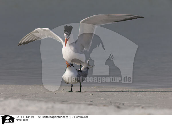 royal tern / FF-13476