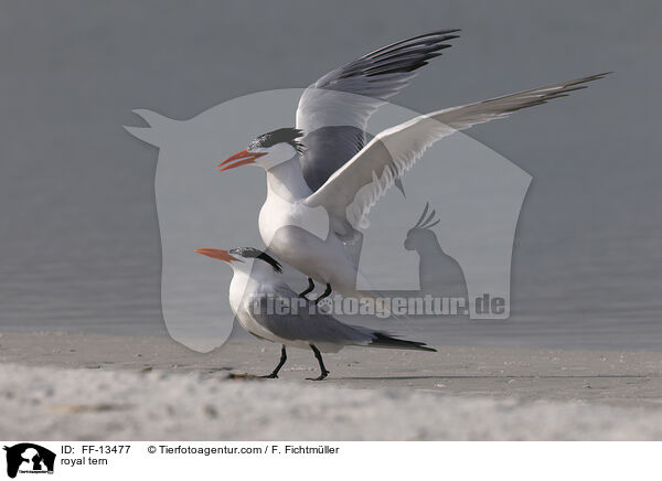 royal tern / FF-13477