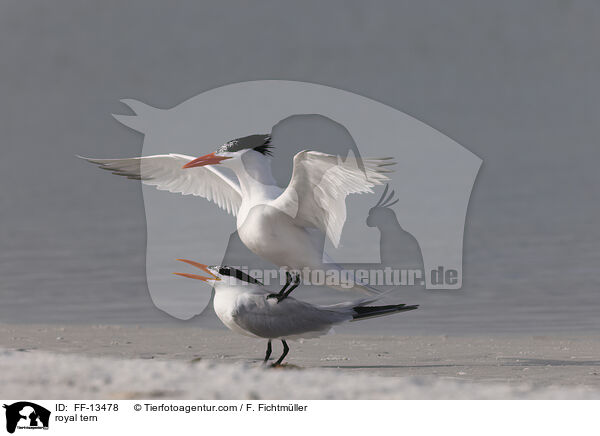 royal tern / FF-13478