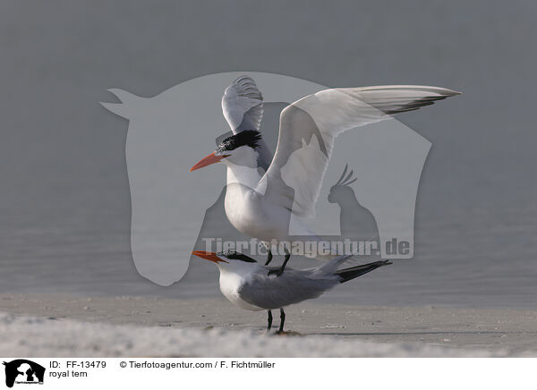 Knigsseeschwalbe / royal tern / FF-13479