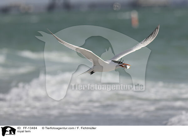 royal tern / FF-13484