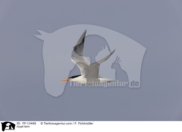 Knigsseeschwalbe / royal tern / FF-13489