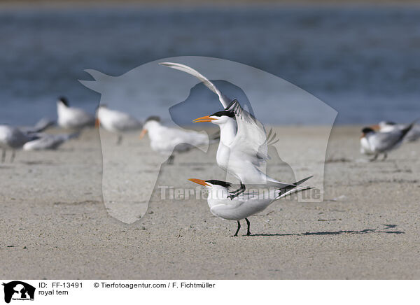 Knigsseeschwalbe / royal tern / FF-13491