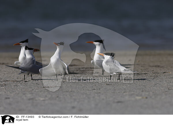 royal tern / FF-13493